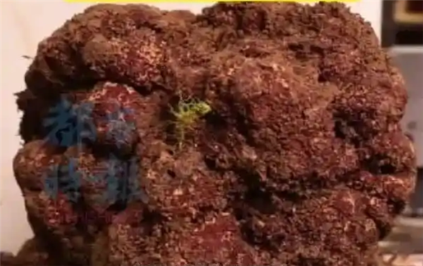 1.73公斤出价5万元!云南怒江发现全国最重黑松露