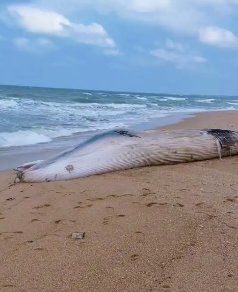 一头鲸鱼在海南沙滩搁浅 体长12.2米 重5-6吨 当地:发现时已死亡