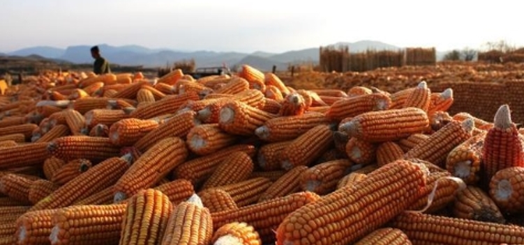 粮价变脸小麦涨价60集港玉米上涨30啥情况