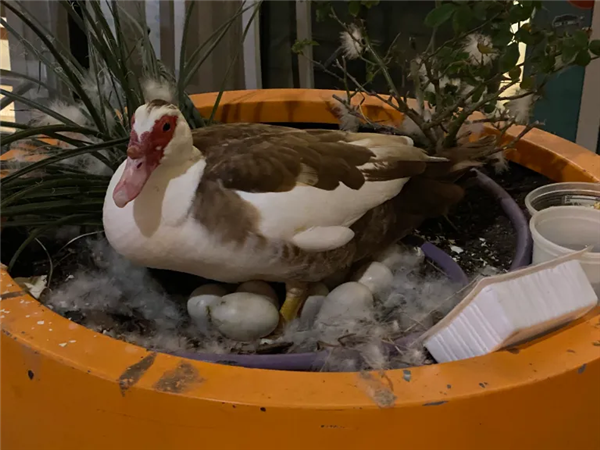 自动驾驶测试惹众怒!碾死网红鸭后项目被紧急叫停