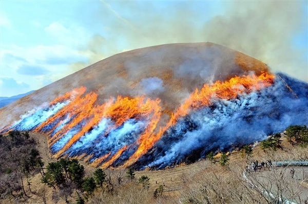 日本这座山不允许长树每年都要烧一次!游客可付费体验
