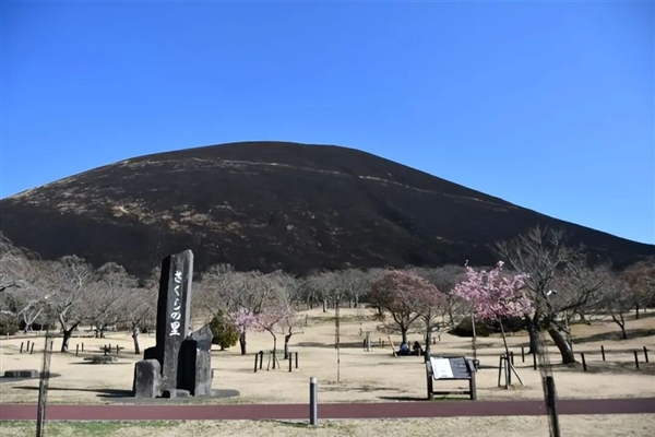 日本这座山不允许长树每年都要烧一次!游客可付费体验