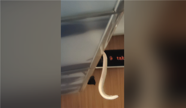 虚惊一场!网传高铁行李架上掉下蛇官方辟谣:其实是鳗鱼