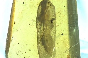 我国科学家发现约1亿年前僵尸昆虫:将一起源时间前推3000万年