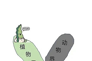 误会大了!你爱吃的海带竟然不是植物