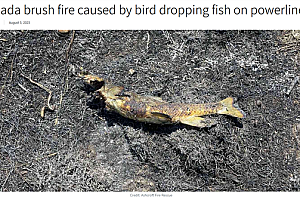 加拿大一树林发生火灾:罪魁祸首是鱼和鸟
