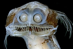 这种深海鱼头部竟是透明的 两只绿眼睛在里面活动