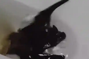 女子徒手抓蝙蝠不幸被咬伤手部肿胀 医生:需要打12针