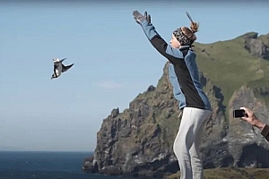 9月了 冰岛人又开始扔海鹦幼鸟了:其实是好事儿