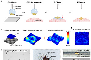 中科院新突破:只要一滴水 超薄硅基电子膜完好贴在大脑皮层上
