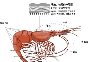 为何我们常吃北极甜虾 少见南极磷虾