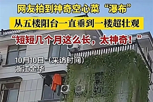 浙江一居民楼出现空心菜“瀑布” 从5楼挂到1楼