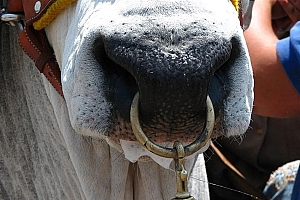 为什么牛要穿鼻子戴鼻环 而不是和马一样用笼头呢