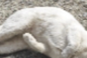 蛋蛋的忧伤!男生必看