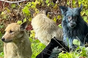 切尔诺贝利禁区发现蓝色狗 40年演变狗群基因已变异