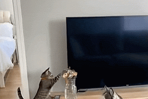 刷到一个又一个假视频后 我不敢相信互联网了