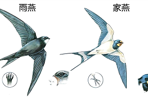燕子过冬的“南方”到底在哪 为什么要长途迁徙呢