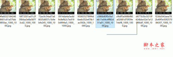 猴子拔鸡毛微信qq表情包(可怜的小鸡) V1.0 9P