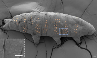 西湖大学团队开创冰刻技术，水熊虫精细纹身探索微型生物纹身艺术新境界