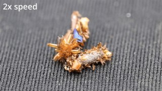 神秘生物伪装成高手，偷食时满载动物尸体的生存之道