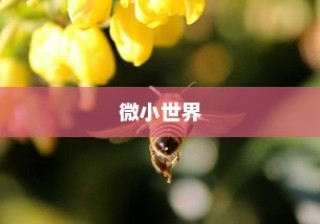微距镜头是什么，揭示微小世界的神奇工具