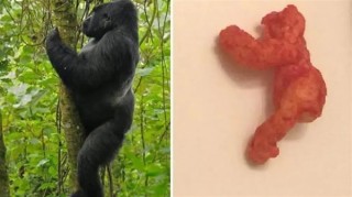 天价喷火龙膨化零食，售价惊人达63万元！