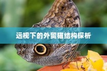 外贸猫结构深度探析，远视下的观察与解析