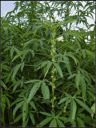 槿麻、苎麻、苘麻，植物辨识终极挑战！