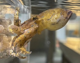 蓝纹章鱼迷晕交配策略，避免被捕食者的威胁