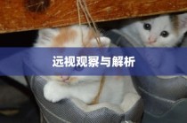 外贸猫结构深度解析，观察与洞察的未来视角