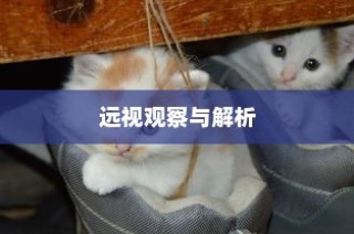 外贸猫结构深度解析，观察与洞察的未来视角