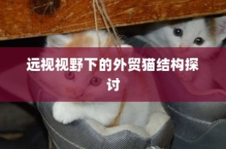 深度解析外贸猫理论，远视视角下的结构探讨