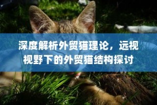 深度解析外贸猫理论，远视视角下的结构探讨