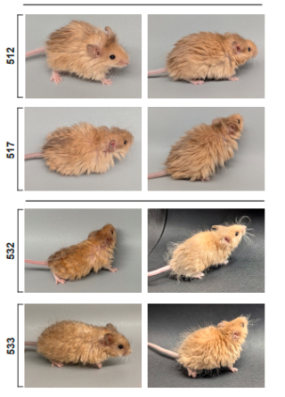 长毛猛犸鼠能否助力猛犸象的复活之路？