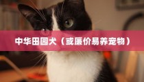 盘点十大便宜又好养的宠物，中华田园犬荣登榜首