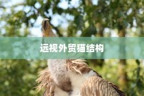 远视外贸猫结构的重要性及前景探究