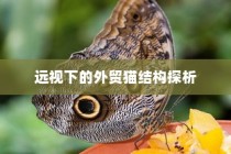 外贸猫结构深度探析，远视下的观察与解析