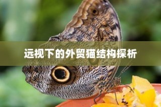 外贸猫结构深度探析，远视下的观察与解析
