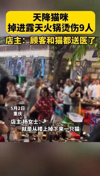火锅中意外落水的猫咪获救记，取名51，紧急送医治疗之路