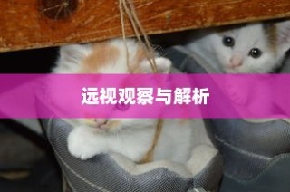 外贸猫结构深度解析，观察与洞察的未来视角