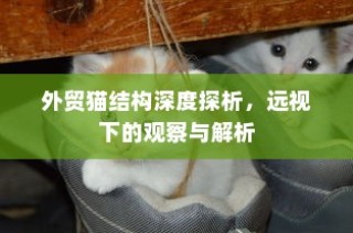 外贸猫结构深度解析，观察与洞察的未来视角