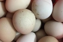一个鸡蛋降至4毛内 端午节前夕价格曾短暂回暖