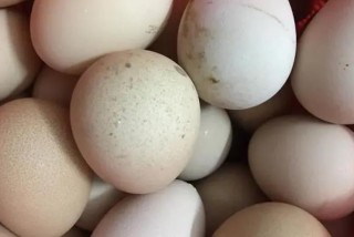 一个鸡蛋降至4毛内 端午节前夕价格曾短暂回暖