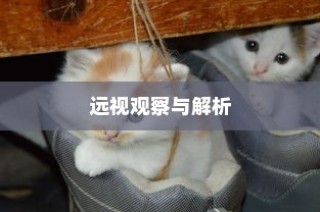 外贸猫结构深度解析，观察与洞察的未来视角