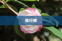 十大好看茶花品种排行榜