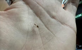 科学家提议，向人血中注入药剂以消灭蚊子