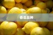 目前最好的香瓜品种与香瓜十大品种排名