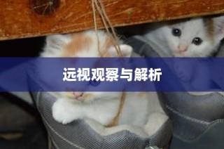 外贸猫结构深度解析，观察与洞察的未来视角