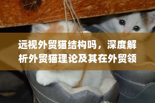 远视外贸猫结构吗，深度解析外贸猫理论及其在外贸领域的应用与前景