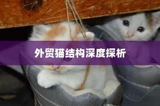 远视外贸猫结构探究及其影响分析